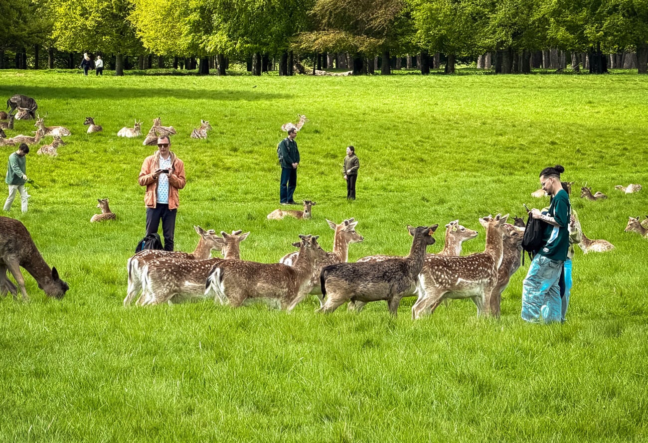 Stado danieli w Phoenix Park w Dublinie
