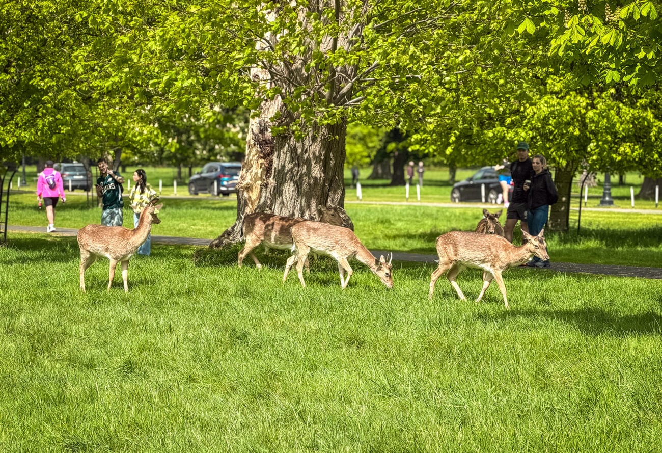 Daniele w Phoenix Park w Dublinie
